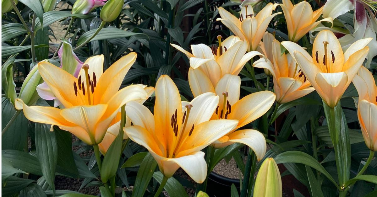 yellow lilies